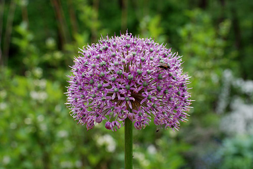 Allium \'Purple Sensation\'