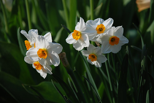 Narcissus hort.\'Geranium\'