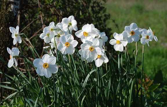 Narcissus poeticus \'Actaea\'