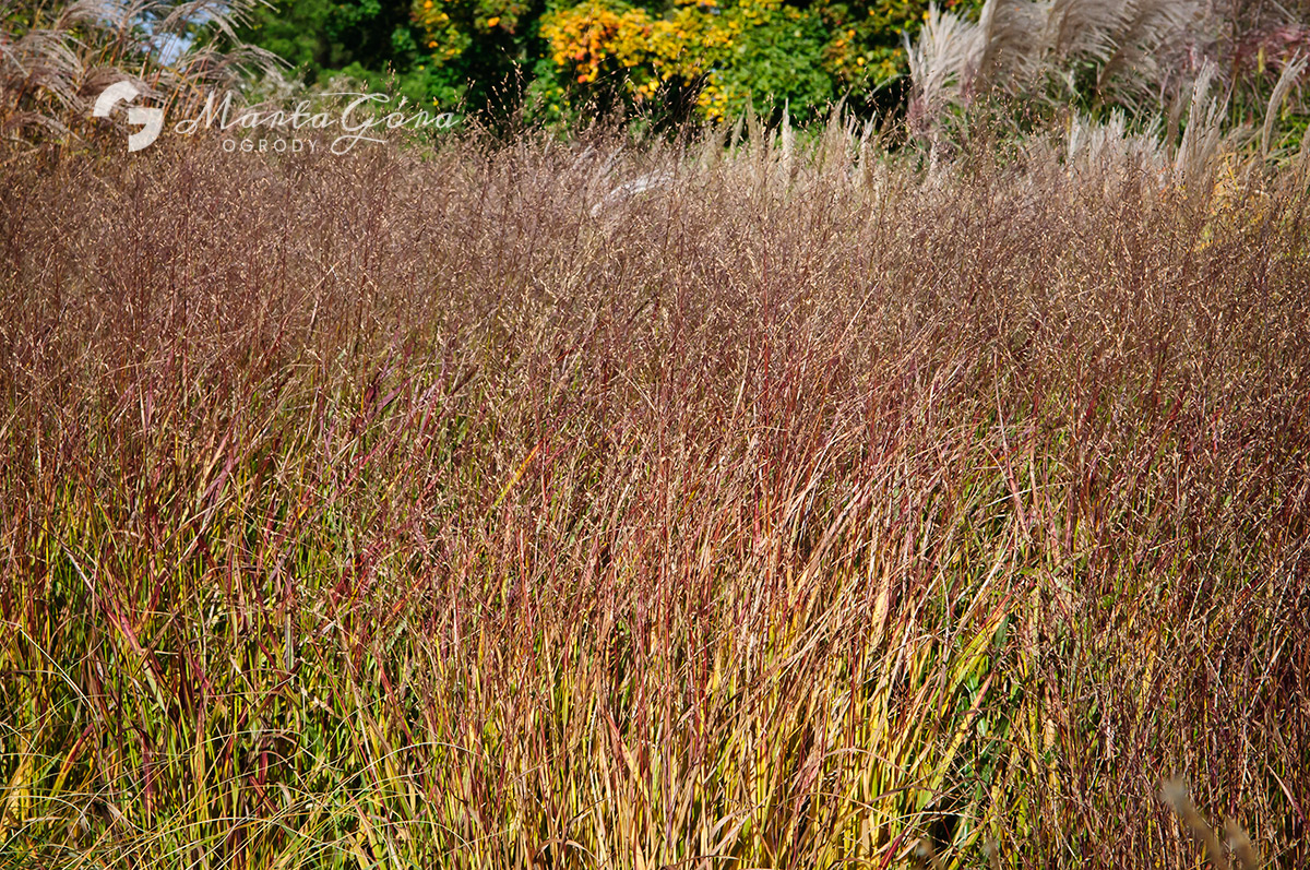 O tej porze roku trawy mieniły się już jesiennymi barwami
