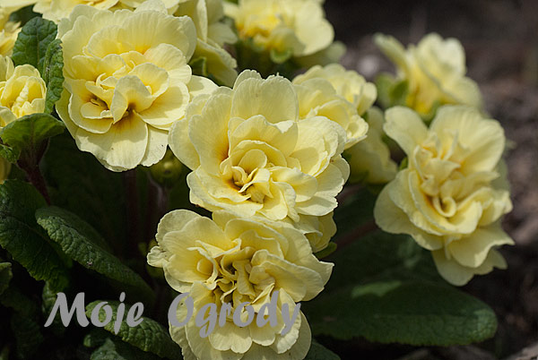 Primula-vulgaris-'Lemon-Sulphur'
