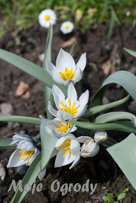 tulipa-polychroma1