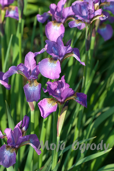 iris-sibirica-Sparkling-rose
