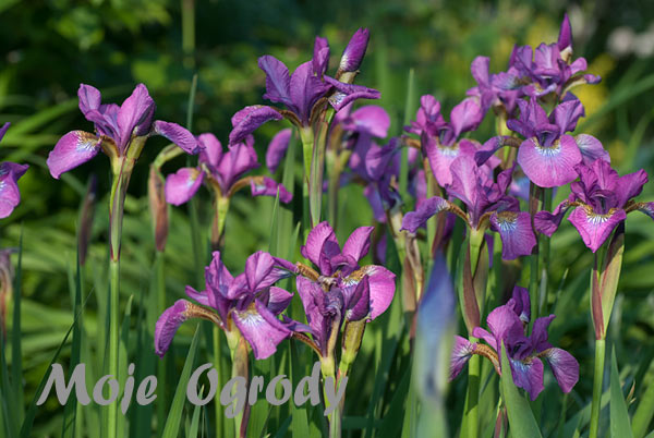iris-sibirica-sparkling-rose-2