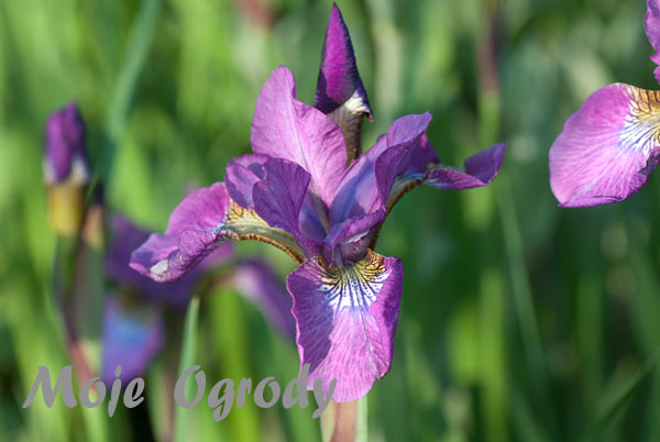 iris-sibirica-sparkling-rose-6
