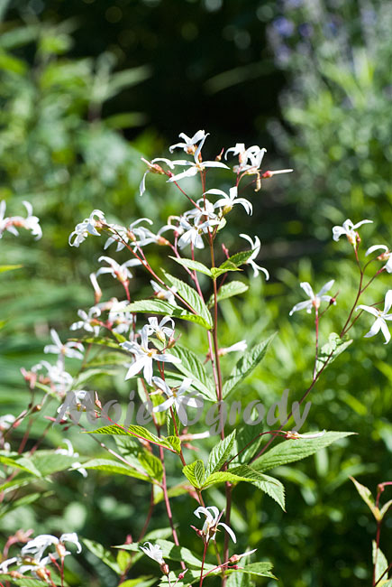 gillenia-trifoliata-4