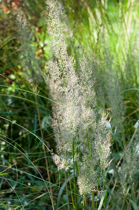 calamagrostis-brachytricha1