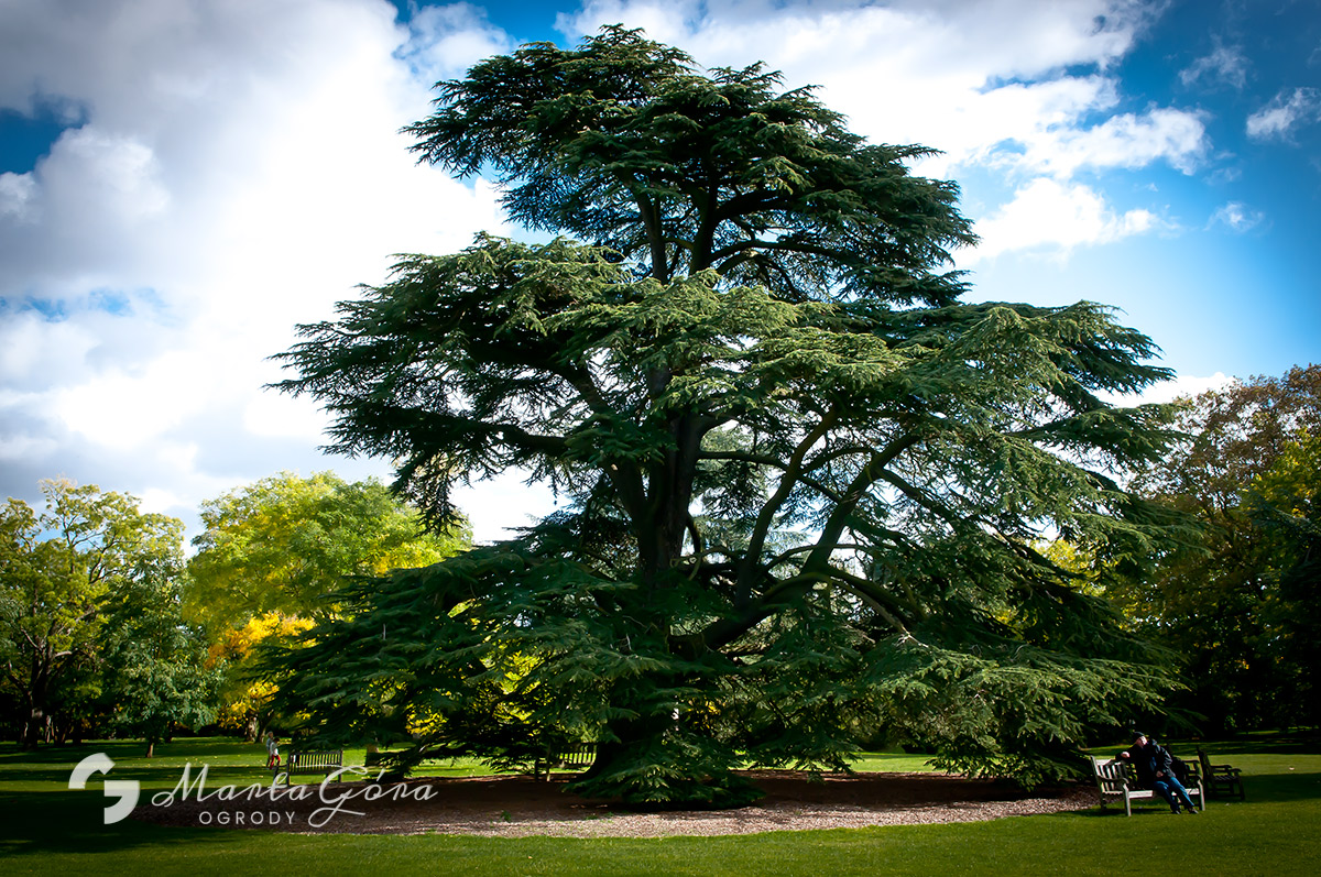 Ten spacer po arboretum wspominam wyjątkowo - monumentalne drzewa świadczą o wielowiekowej tradycji ogrodu